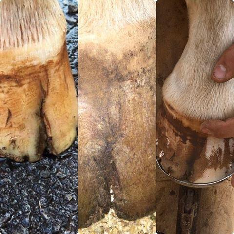 Hoof Repair